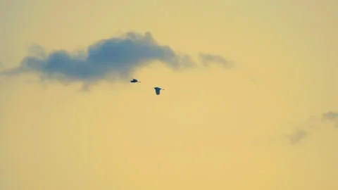 Bird flying slow motion on sunset sky of nature Stock Footage 254902480