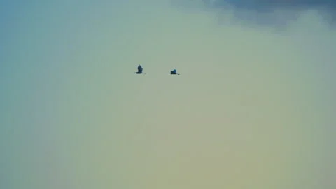 Bird flying slow motion on sunset sky of nature Stock Footage 254902615