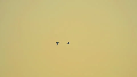 Bird flying slow motion on sunset sky of nature Stock Footage 254903248