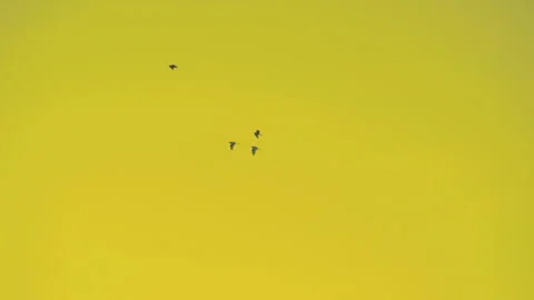 Bird flying slow motion on sunset sky of nature Stock Footage 254903496