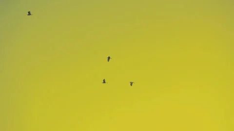 Bird flying slow motion on sunset sky of nature Stock Footage 254904552