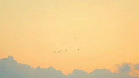 Bird flying slow motion on sunset sky of nature Stock Footage 254904704