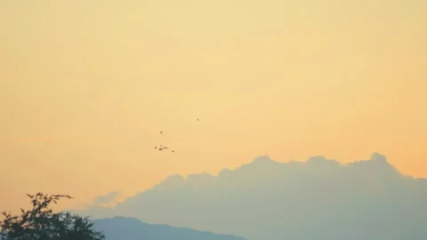 Bird flying slow motion on sunset sky of nature Stock Footage 254904738