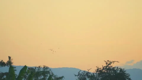 Bird flying slow motion on sunset sky of nature Stock Footage 254905988