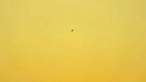 Bird flying slow motion on sunset sky of nature Stock Footage 254907332