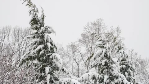 Bird flying slow motion through snowstorm in pine trees Winter wonderland Stock Footage 232445181