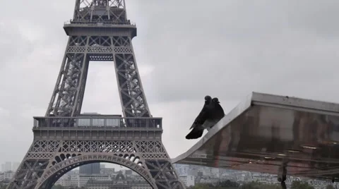 Bird flying in slowmo in front of the Eiffel Tower Video stock 56706777