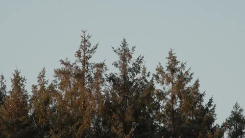 Bird flying from spruce treetops in warm evening light. 4K 60fps. Vídeos de archivo 334124583