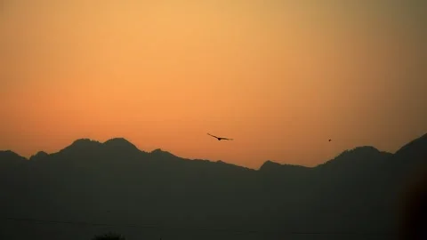 Bird flying at sunset in mountain landscape Stock Footage 273834366