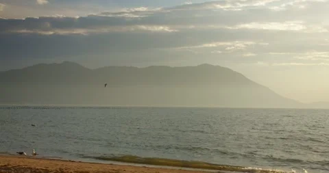 Bird flying at sunset in the sea Stock Footage 246886466