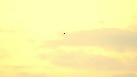 Bird flying on sunset sky background Vídeo Stock 219054499