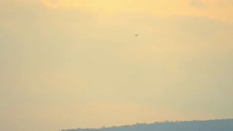 Bird flying on sunset sky background Stock Footage 219057276