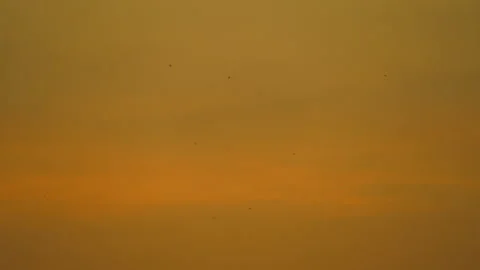 Bird flying on sunset sky background Video stock 219377539