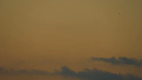 Bird flying on sunset sky background Stock Footage 219377645