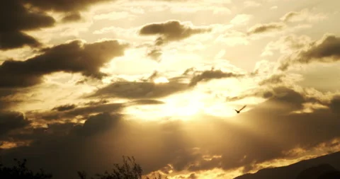 Bird flying in the sunset sky 動画素材 142833379