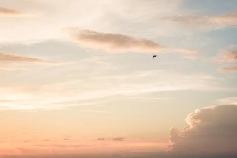 Bird flying sunset sky Stock Photos