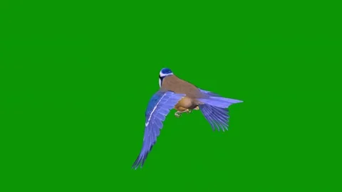 Bird flying through air green screen in animated chromakey motion creative Video stock 314068356