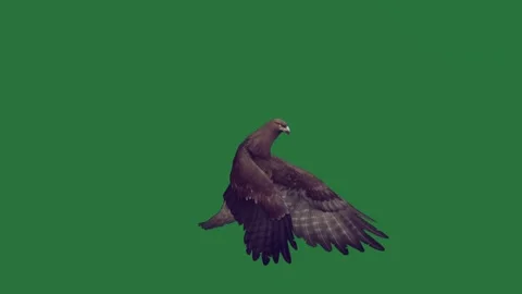 A bird flying through the air on green screen and in is an eagle depth Stock Footage 335147526