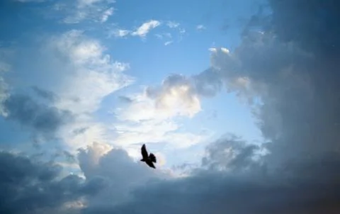 Bird flying through clouds at sunset Stock Photos