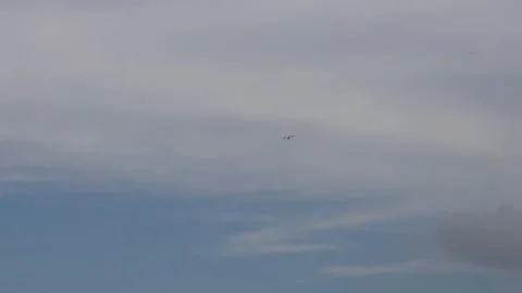 Bird Flying Through Cloudy Sky Stock Footage 312778621