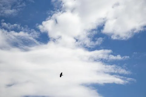 Bird Flying Through Cloudy Sky Stock Photos