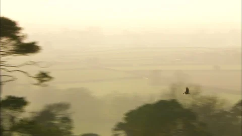 Bird flying through countryside with trees and hills Stock Footage 95604633