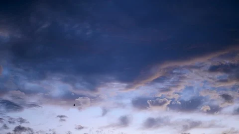 Bird Flying Through Evening Sky in British Columbia Stock Footage 96121497