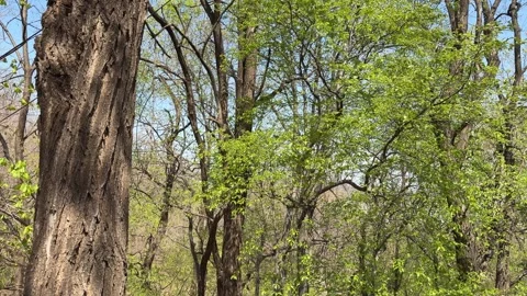 Bird Flying Through Lush Green Forest Canopy in Early Spring Sunlight Stock Footage 337473244