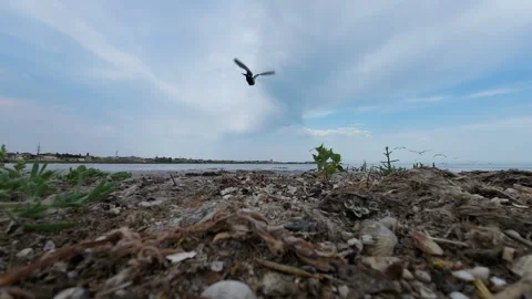 Bird flying through polluted environmental waste Stock Footage 277169144