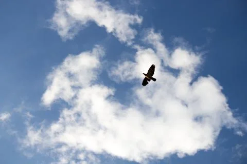 Bird Flying Through the Sky Stock Photos