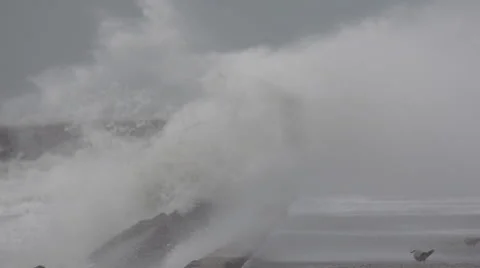 Bird flying through the storm in slowmotion Stock Footage 40698179