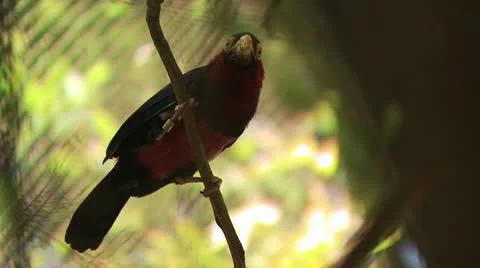 Bird Flying Off A Tree Branch 스톡 동영상 19050906