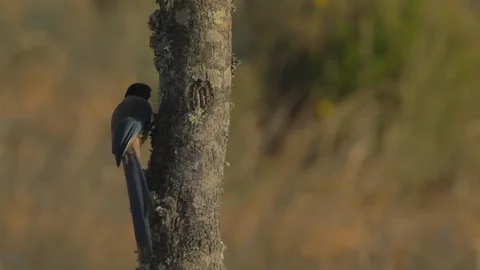 Bird flying from a tree 스톡 동영상 106130915
