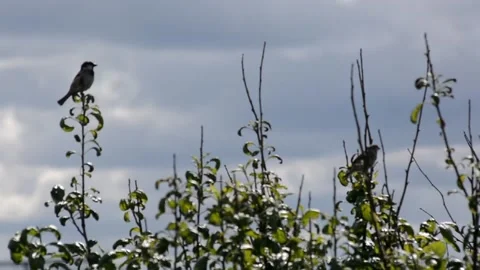 Bird Flying Off Tree Stock Footage 133207889