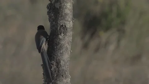 Bird flying from tree to tree at Cayman Island 스톡 동영상 146456283