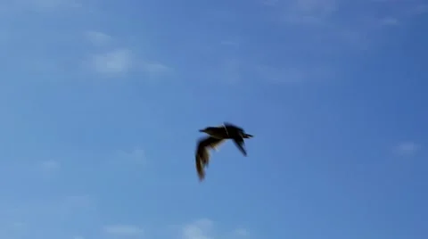 Bird Flying Under Blue Sky with White Clouds Stock Footage 66484589
