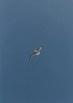 Bird flying under the blue sky Stock Photos