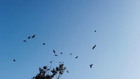 Bird flying under cloudy sky after rain Stock Footage 109239444