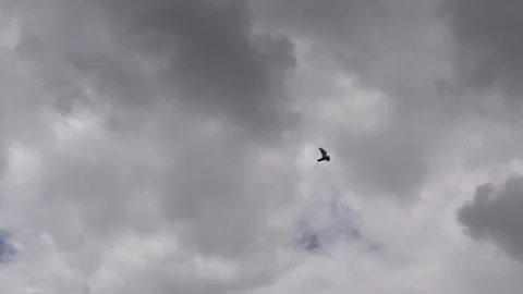Bird flying under gray cloudy sky flapping wings slow motion Stock Footage 252083084