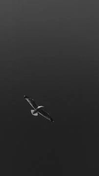 Bird flying under the sky Stock Photos