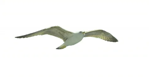 Bird flying on a white background, seamless loop Stock Footage 795469