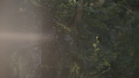 Bird flys away Stockbeeldmateriaal 76555045