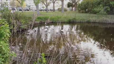 Bird flys down Low angle shot over green grass into a round blue lake with bush Stock Footage 267511542