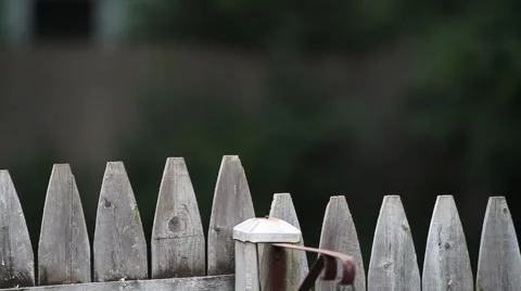 Bird Flys Off Fence plus extra clip Stock Footage 57717495