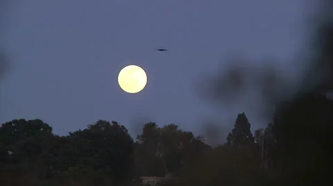 Bird Flys By Full Moon Evening Dusk Trees Round Silhouette Video stock 50027465