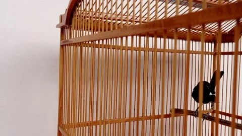 The bird flys in its bamboo cage  Stock Footage 146255092