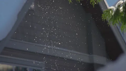 Bird flys through snow covered green trees with sun shining (Part 5) Video stock 218278195