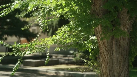 Bird Flys by Tree Branch Video stock 140703643