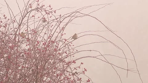 Bird in the fog Stock Footage 167073234