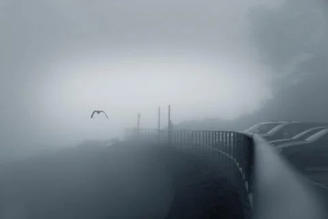 Bird in a fog Stock Photos